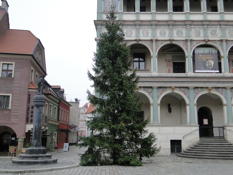 Poznań: Choinka i świąteczne ozdoby pojawiły się na Starym Rynku [ZDJĘCIA]
