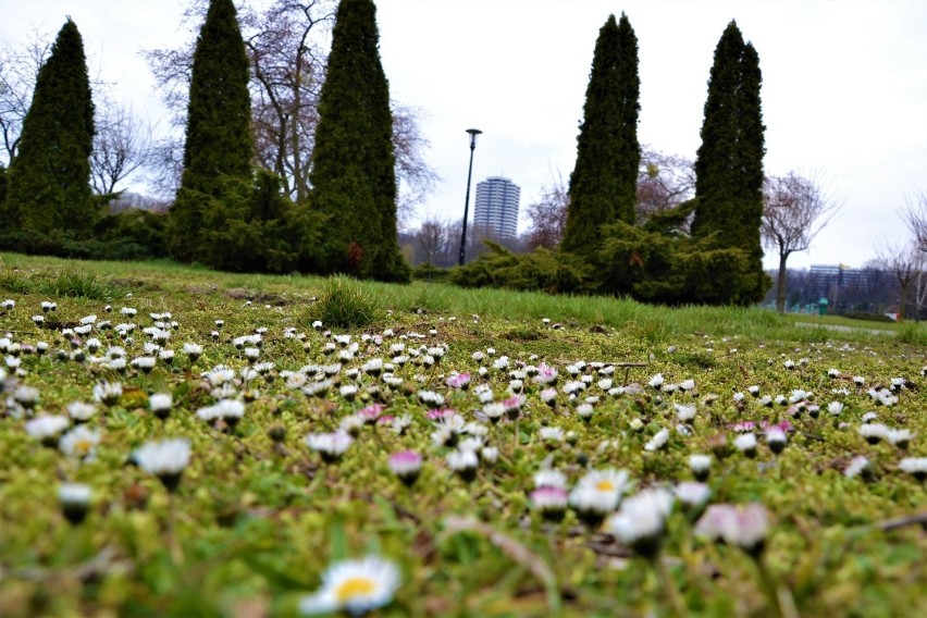 Piękna wiosna w Parku Śląskim