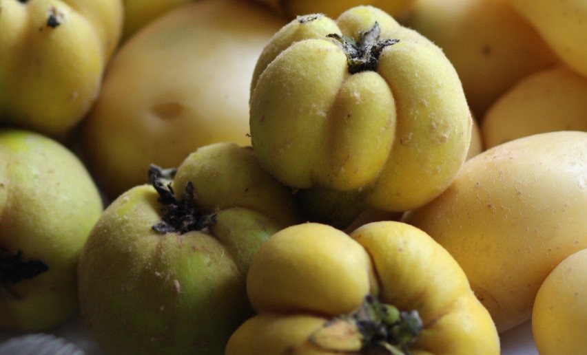 Owoce pigwy mogą przypominać kształtem jabłka lub gruszki....