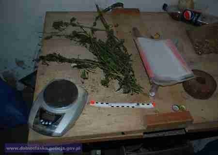 Narkotyki w Lubaniu - 1,5 tysiąca porcji marihuany