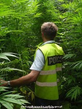 Brzozów: Policjanci zlikwidowali uprawę marihuany