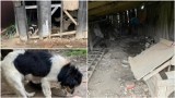 Koszmar psów pod Dąbrową Tarnowską. Udręczonym, zmarzniętym i głodnym kundelkom pomogli inspektorzy tarnowskiego TOZ [ZDJĘCIA]