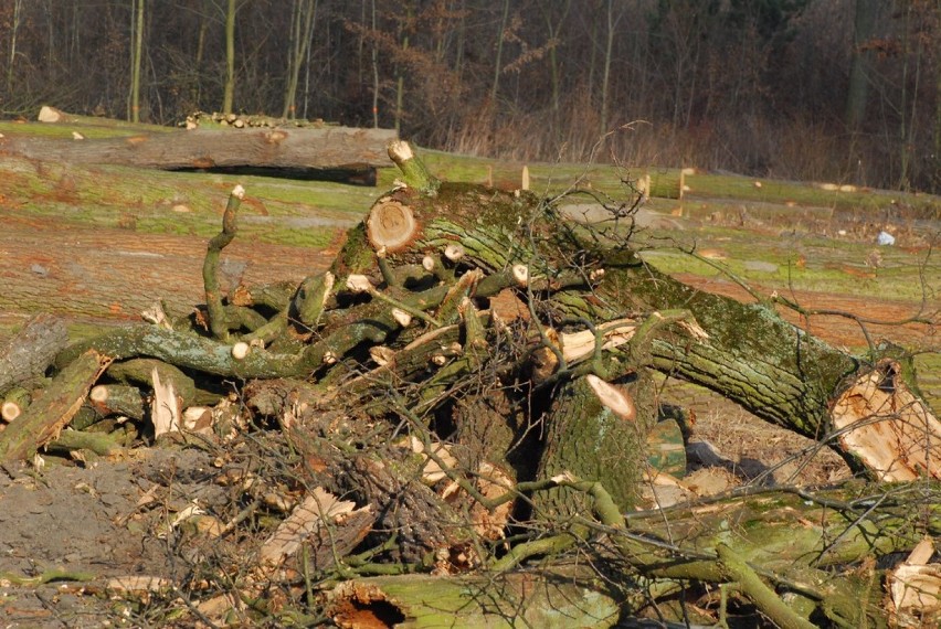 Obwodnica Jarocina: Wycięli kolejne drzewa