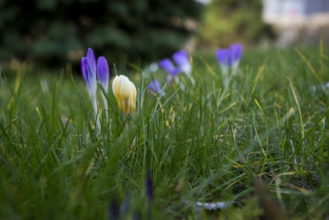 W Gdyni coraz wyraźniej widać już oznaki wiosny.