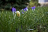 W Gdyni coraz wyraźniej widać oznaki wiosny. Przebiśniegi, krokusy, narcyzy, a nawet kwitnące wiśnie cieszą nasze oko ZDJĘCIA