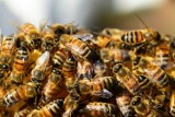 Urzędnicy z gminy Wągrowiec apelują aby nie truć pszczół