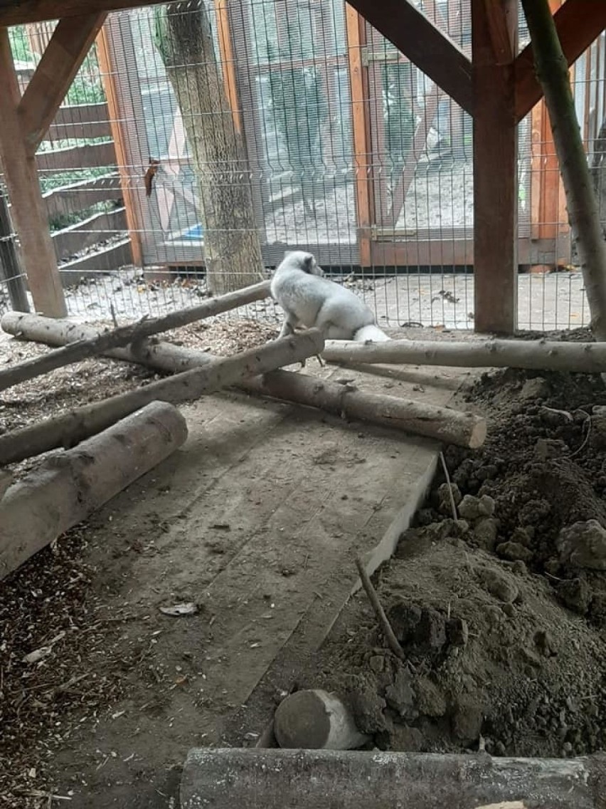 Dwa lisy z likwidowanej fermy lisów pod Pabianicami trafiły do Ośrodka Rehabilitacji Zwierząt Chronionych w Przemyślu [ZDJĘCIA]