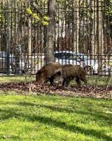 Dziki w Ogrodzie Krasińskich w centrum Warszawy. Miasto apeluje: "Nie dokarmiaj zwierząt"