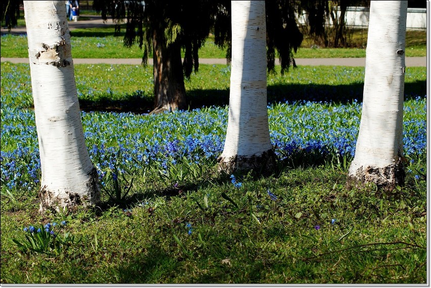 Park im.Klepacza w Łodzi. Błękitny kobierzec cebulicy syberyjskiej