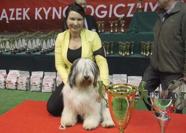 Lara – polski owczarek nizinny, pochodzący z Krakowa, zdobył tytuł Najpiękniejszego Psa X Międzynarodowej Wystawy Psów Rasowych w Kielcach. Na zdjęciu ze swoją panią – Anną Dominiak.