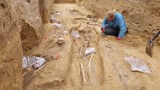 Pod drogą w Działoszynie archeolodzy odsłonili cmentarz przykościelny sprzed wieków 