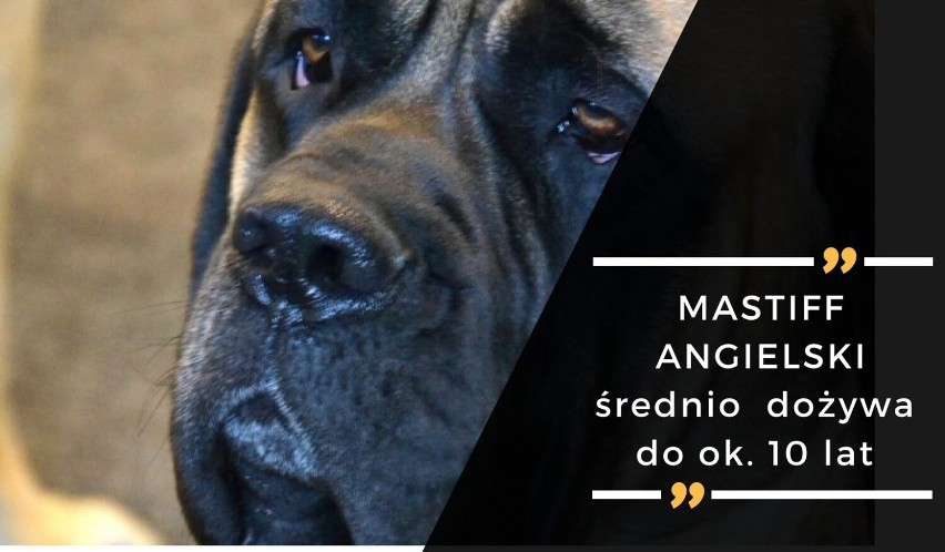 Mastiff angielski to jeden z największych psów na świecie....