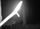 Wilki w leśnictwie Chynowo. Kilka osobników udało się sfilmować ukrytą kamerą |VIDEO