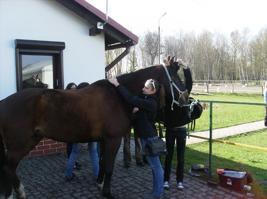 Zawody w ujeżdżeniu otworzyły sezon w zabrzańskim Ośrodku Jeździeckim MOSiR [ZDJĘCIA]