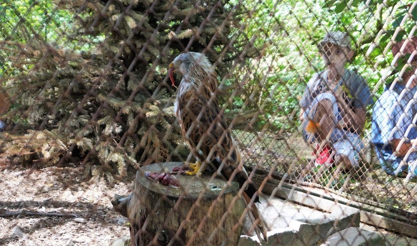 Wakacyjna środa w myślęcińskim ZOO upłynęła pod znakiem ptaków [zdjęcia, wideo] 