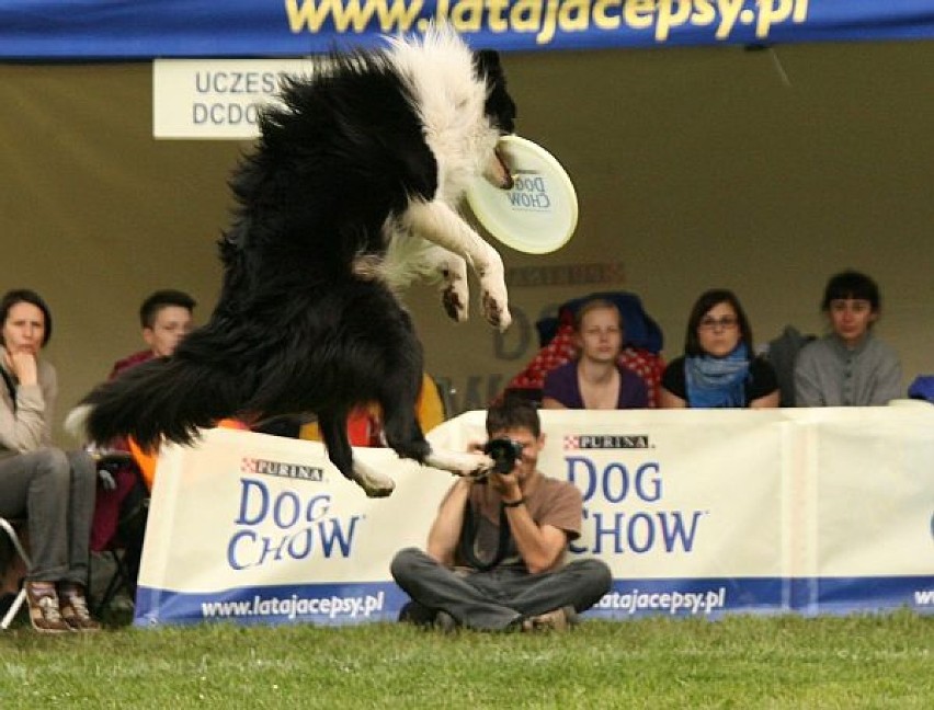 Dog Chow Disc Cup 2011 we Wrocławiu