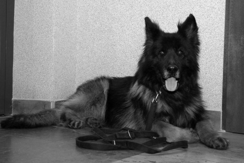 Częstochowa: Policja. Nie żyje Rambo, pies policyjny, który służył w częstochowskim garnizonie od 2012 roku [ZDJĘCIA]