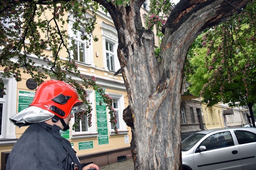 Było zagrożenie, strażacy wycięli drzewo w Legnicy [ZDJĘCIA]