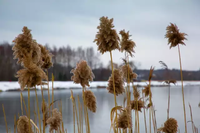 Tak wygląda Wymysłówek zimą w obiektywie Włodzimierza Tyczyńskiego, fotografa - amatora z Radomska