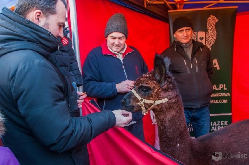 Finał WOŚP w Gliwicach w 2020 roku. 394 204,59 zł - tyle...