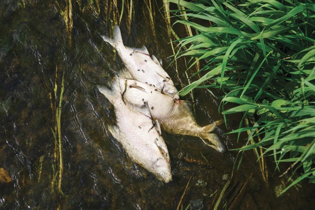 Od soboty oleśniczanie alarmowali o martwych rybach leżących wzdłuż rzeki Oleśnica i przy jej brzegu. Straż Rybacka stwierdziła, że padło 500 kg różnego gatunku ryb. Najmniejsze miały po kilka centymetrów, największe nawet po 50.  Polski Związek Wędkarski liczy straty.