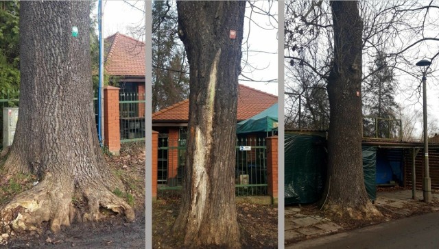 Pomnikowe drzewa z Al. Waszyngtona w Krakowie uwięzione w betonie