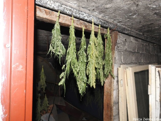 Policjanci z Sulechowa sprawdzili, co się dzieje w piwnicy. Znaleźli tam suszące się łodygi konopi indyjskich. Piwnica, jak się okazało, należała do mieszkania poszukiwanego 27-latka.