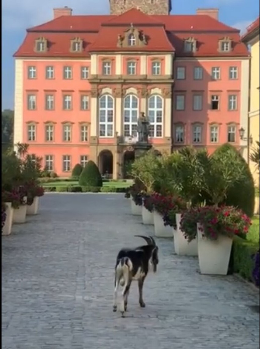 Kozioł odwiedził Zamek Książ w Wałbrzychu