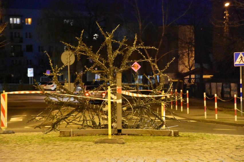 Przewrócone drzewo na rondzie Kościuszki i Reja w Wągrowcu