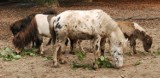 Krakowskie zoo sprzedaje zwierzęta. Osły już od 2 tys