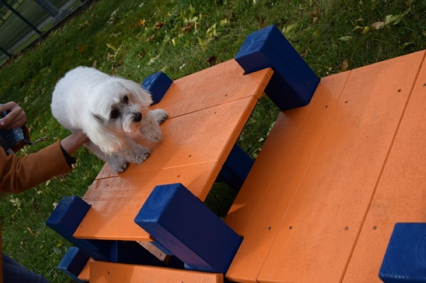 W Rydułtowach działa już wybieg dla psów. To projekt wyłoniony w ramach budżetu obywatelskiego 