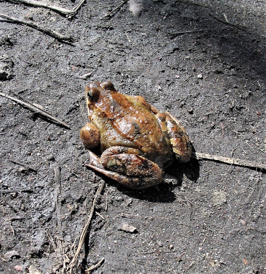 Takie obrazy żab to rzadkość gdy panuje susza