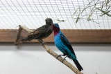 Warszawskie Zoo ma nowych mieszkańców. To urocze ptaki z Amazonii. Mają przepiękne upierzenie 