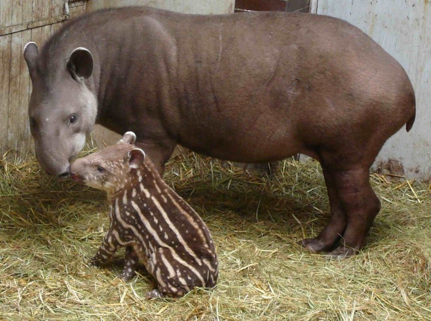 Tapiry w Poznaniu