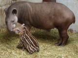 Nowe Zoo Poznań: Szukają imienia dla tapirka [ZDJĘCIA]