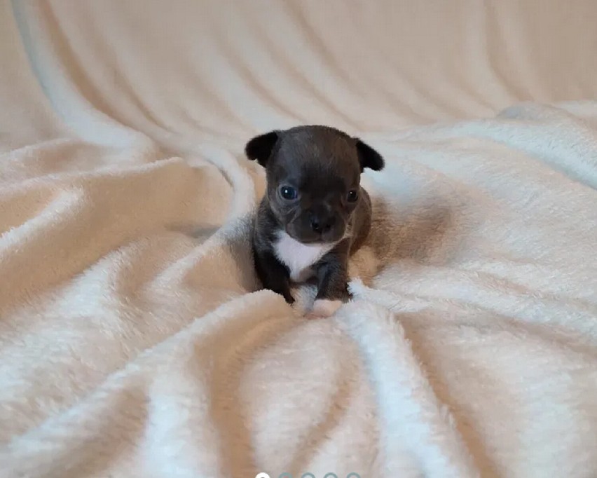 Chihuahua krótkowłosy chłopczyk...