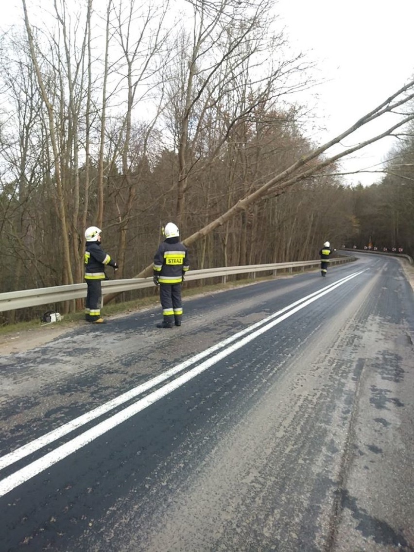 Przewrócone drzewo w Czapielsku w gm. Kolbudy [2.02.2020]