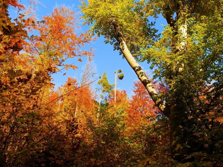 Łapmy ostatnie dni złotej jesieni na łonie natury… Warto!...