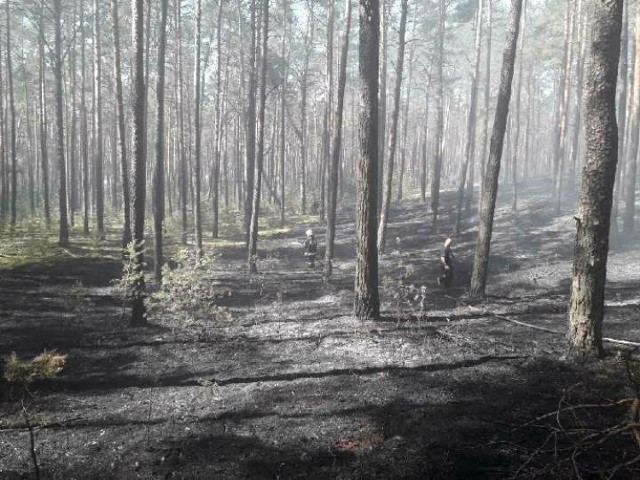 Znów palił się las w Trzech Morgach (gm. Sulejów)