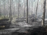 Kolejny pożar lasu w Trzech Morgach (gm. Sulejów). Ogień pojawił się w tym samym miejscu, co wczoraj