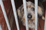 Dni otwarte Schroniska dla Bezdomnych Zwierząt w Chorzowie. Te psy szukają nowego domu [ZDJĘCIA]