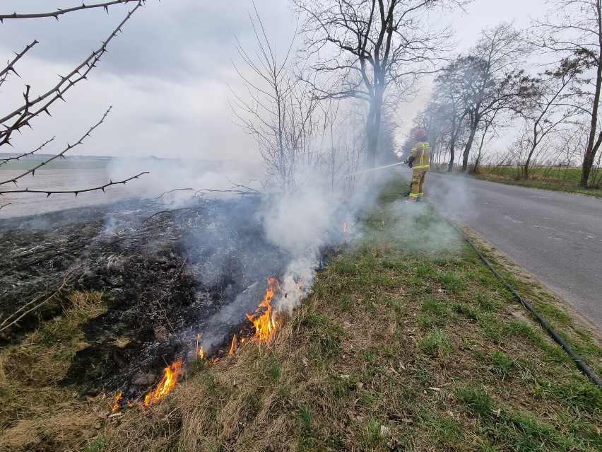 Pożar trawy na polu pod Krotoszynem [ZDJĘCIA]