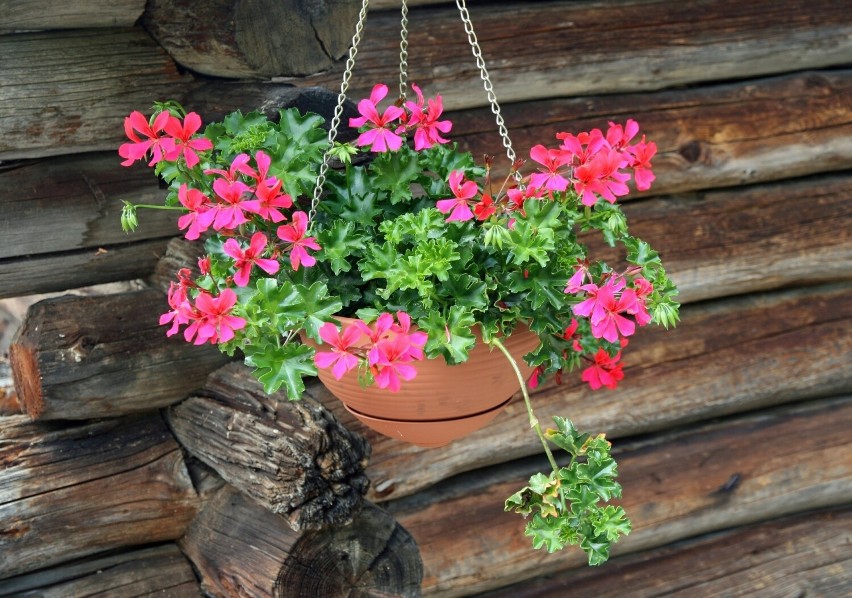 Najbardziej popularną rośliną balkonową jest pelargonia i...