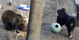 Zoo Poznań: Liny i sznury pilnie potrzebne! Zobacz, jak bawią się zwierzaki!