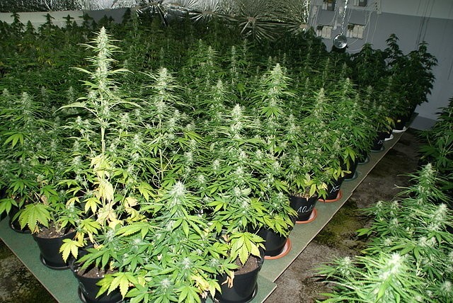 Plantacja marihuany w bielskiej Wapienicy - 245 krzewów konopii
