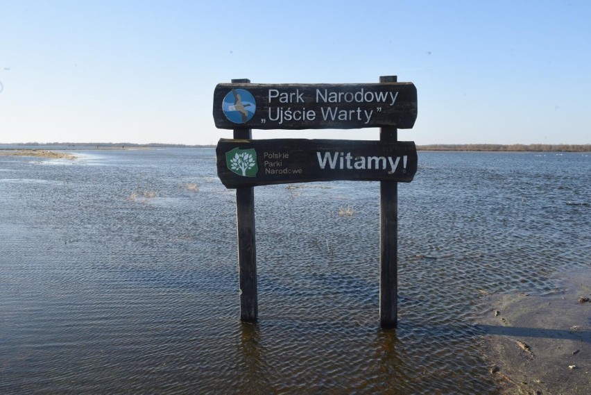 Park Narodowy Ujście Warty powstał w 2001 roku.