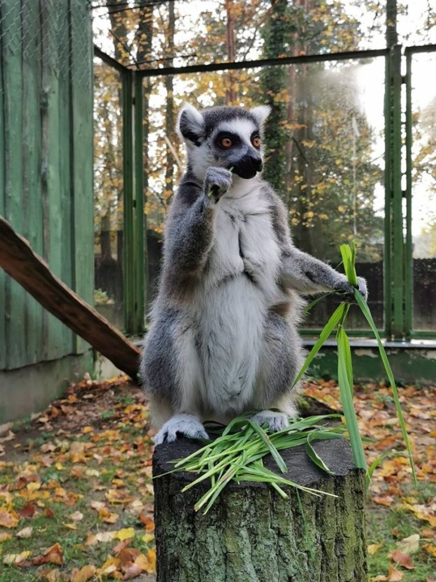 Ogród Zoologiczny
Zapraszamy do Bydgoskiego Ogrodu...