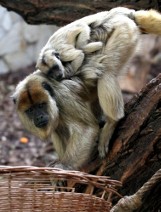 Prezes Ratajszczak oprowadzał po zoo i opowiadał o zwierzętach (ZDJĘCIA)