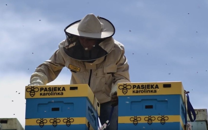 Do Karolinki w Opolu wprowadziły się pszczoły! Pasiekę tworzą cztery ule wielkopolskie i blisko 200 tysięcy robotnic