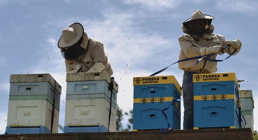 Do Karolinki w Opolu wprowadziły się pszczoły! Pasiekę tworzą cztery ule wielkopolskie i blisko 200 tysięcy robotnic